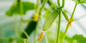varieties gherkin